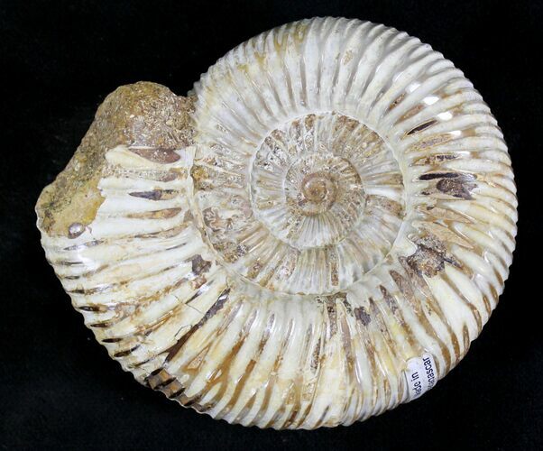 Perisphinctes Ammonite - Jurassic #22820